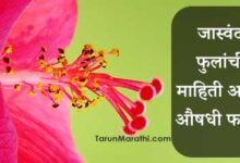 Photo of जास्वंद फुलांची माहिती आणि औषधी फायदे – Jaswand Flower Mahiti