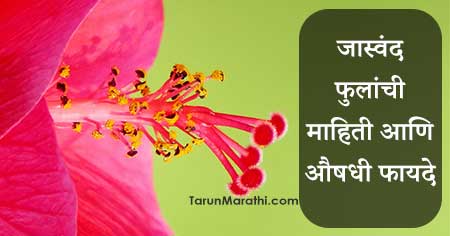 जास्वंद फुलांची माहिती मराठी मधे